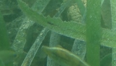 Monacanthus ciliatus