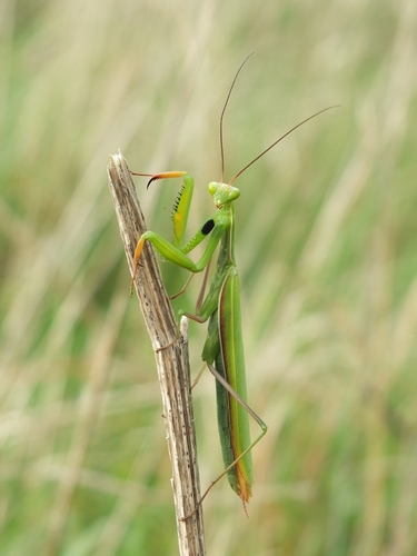 Mantide religiosa