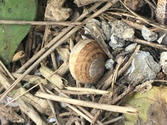 Cornu aspersum