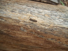 Parochmastis hilderi