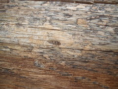 Parochmastis hilderi