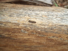 Parochmastis hilderi