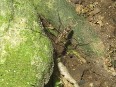 Gynoplistia magnifica