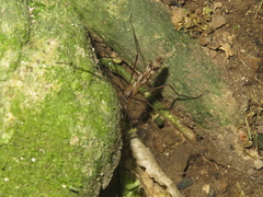 Gynoplistia magnifica