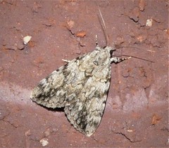 Catocala amica