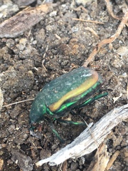 Cotinis mutabilis