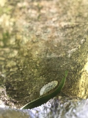 Coelostomidia zealandica