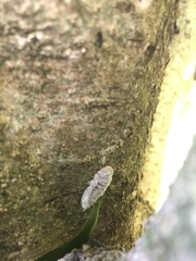 Coelostomidia zealandica
