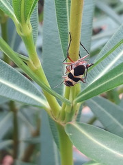 Oncopeltus unifasciatellus
