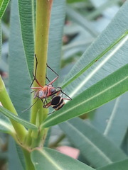 Oncopeltus unifasciatellus