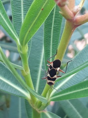 Oncopeltus unifasciatellus