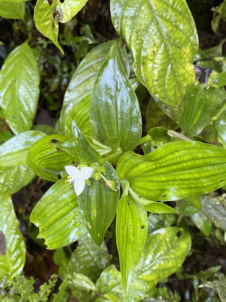 Hertweck's Spiderwort
