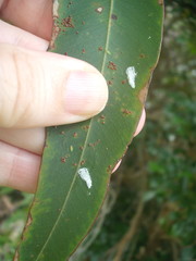 Eucalyptolyma maideni