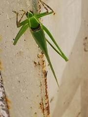 Stilpnochlora thoracica