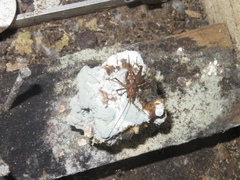 Pleioplectron hudsoni