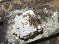 Pleioplectron hudsoni