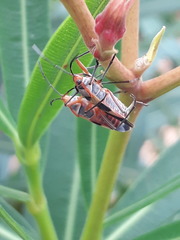 Oncopeltus unifasciatellus