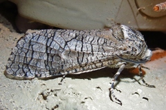 Prionoxystus macmurtrei