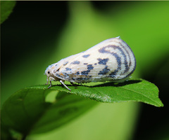 Copsyrna maculata
