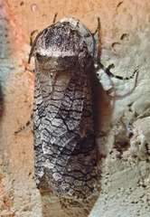 Prionoxystus macmurtrei