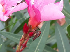 Oncopeltus unifasciatellus