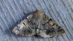 Odontopera bidentata