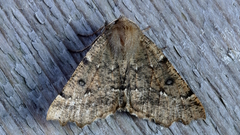 Odontopera bidentata