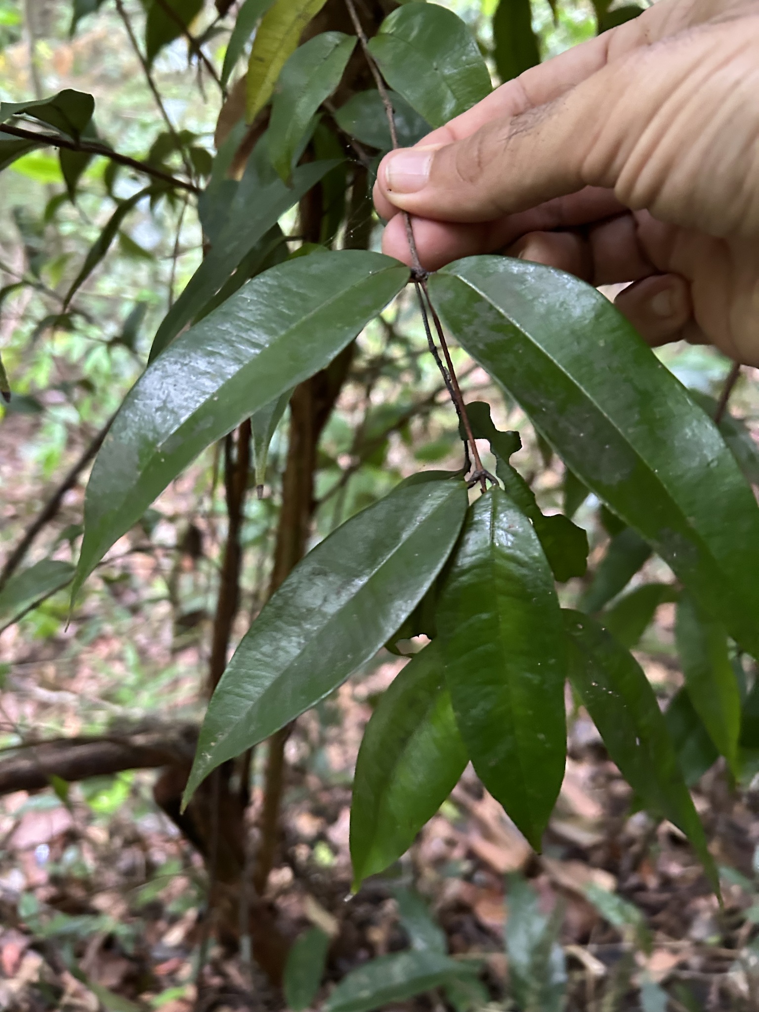 Imagem de Pedra-ume-caá