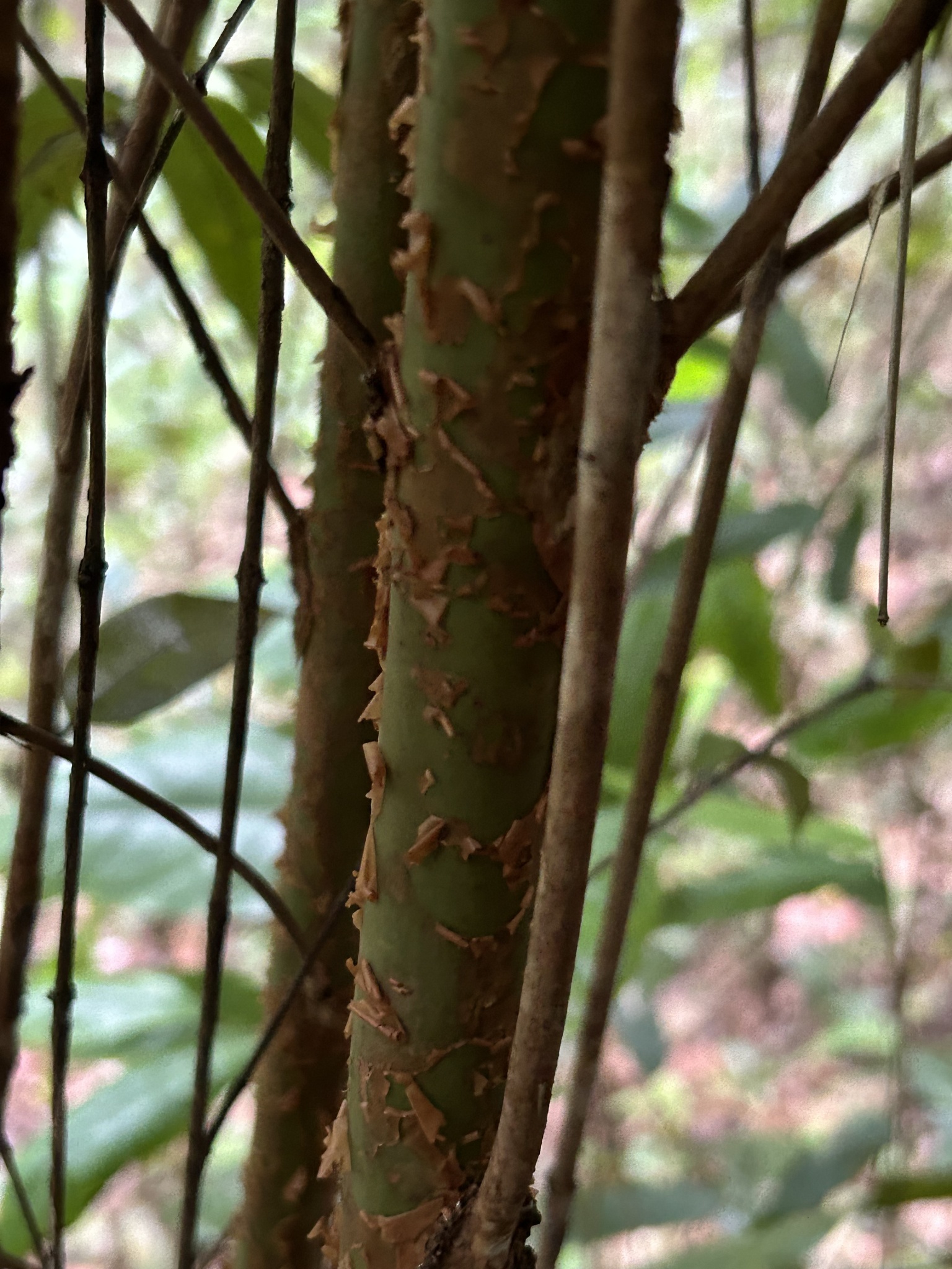 Imagem de Pedra-ume-caá