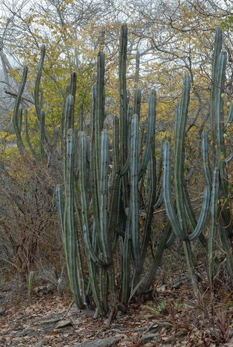 Pilosocereus magnificus, photograph 2