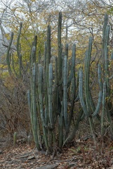 Pilosocereus magnificus, photograph (c) Rosario Douglas, some rights reserved (CC BY)