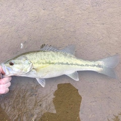 Micropterus henshalli