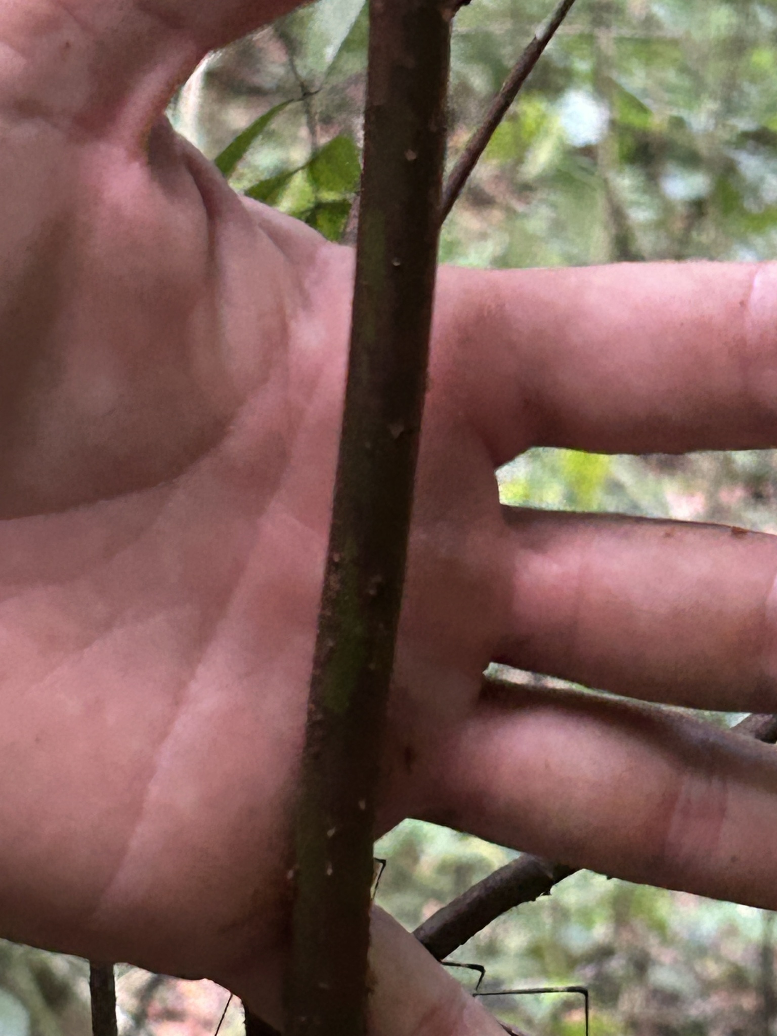 Imagem de Pedra-ume-caá