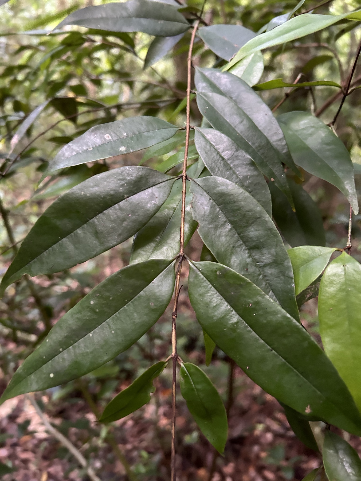 Imagem de Pedra-ume-caá