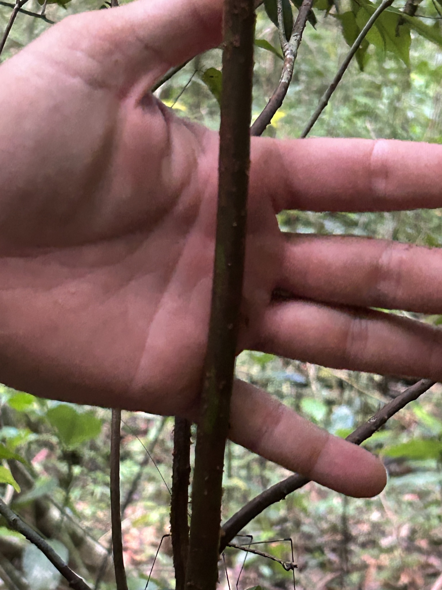 Imagem de Pedra-ume-caá
