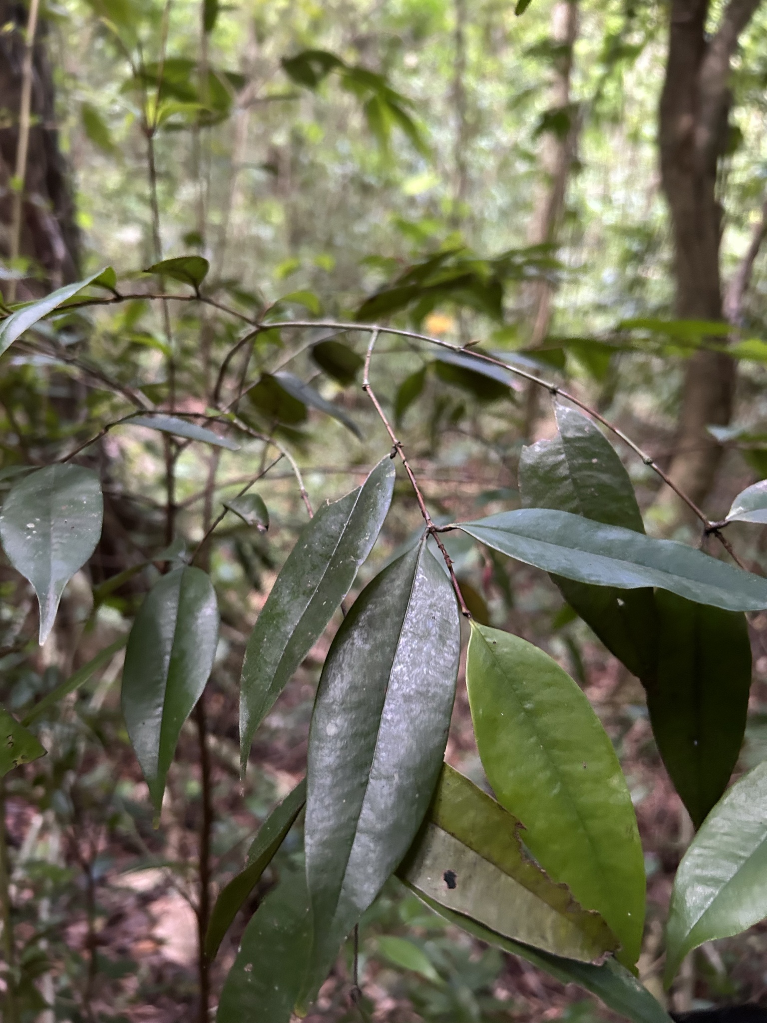 Imagem de Pedra-ume-caá