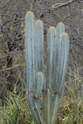 Pilosocereus magnificus