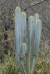 Pilosocereus magnificus, photograph (c) Rosario Douglas, some rights reserved (CC BY)