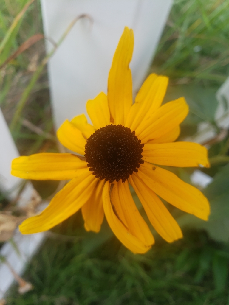 sunflowers, daisies, asters, and allies from Point Marion, PA 15474