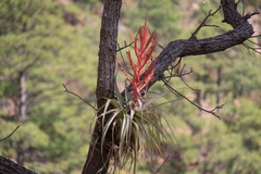 Tillandsia parryi