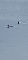 Gavia immer image