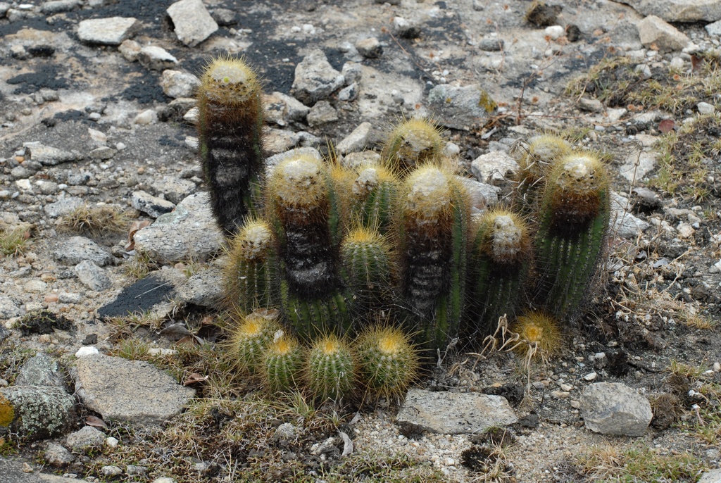 Coleocephalocereus