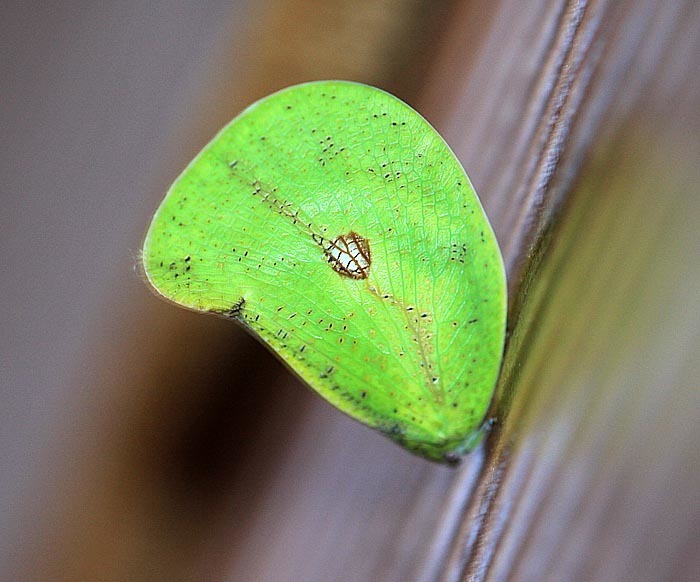 Dermoflata