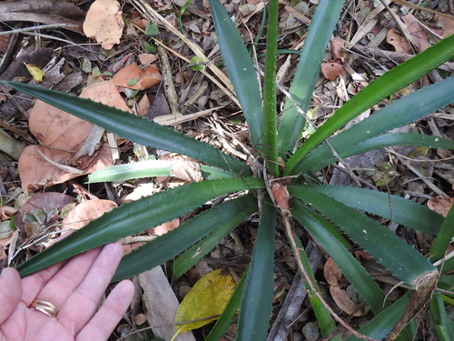 Agave decipiens