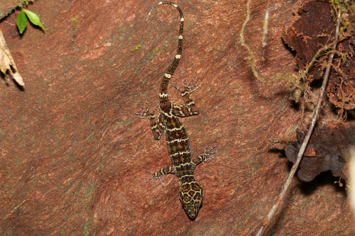 Cyrtodactylus hutan