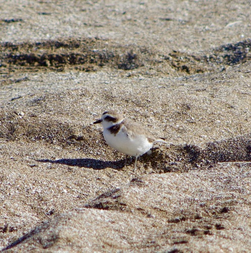 Snowy Plover