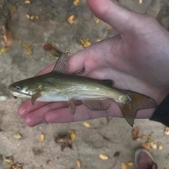 Ameiurus catus