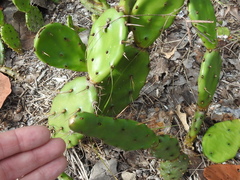 Opuntia austrina