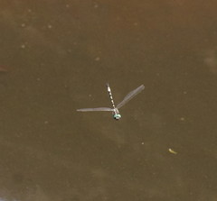 Parasynthemis regina