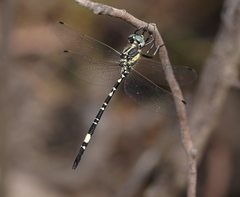 Parasynthemis regina